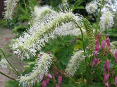 Sanguisorba640x480.JPG