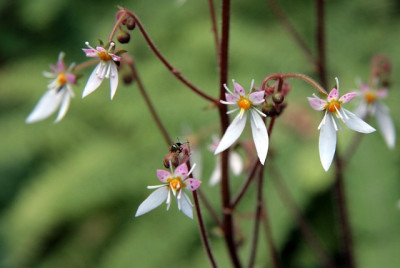 SaxifragaIMG_3850jpg.jpg