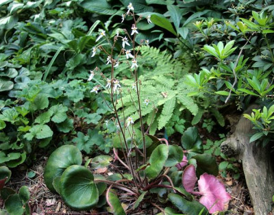 SaxifragaIMG_3848jpg.jpg
