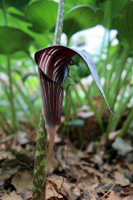 ArisaemaIMG_3856jpg.jpg
