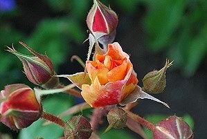 rose_westerland.jpg