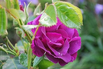rhapsodyblue001.jpg