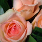 DSCF0571_avatar.jpg