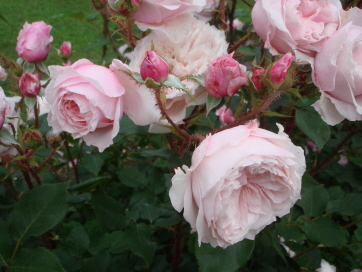 AntiqueRose.jpg