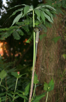 IMG_5276_eArisaema_consanguineum.JPG