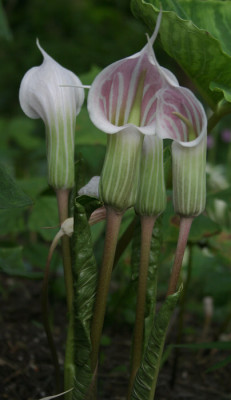 IMG_5274_eArisaema_candidissimum.JPG