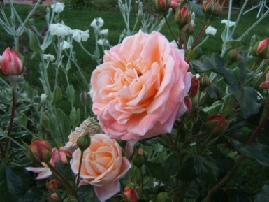 Kaplan-Lychnis_c.wei.JPG