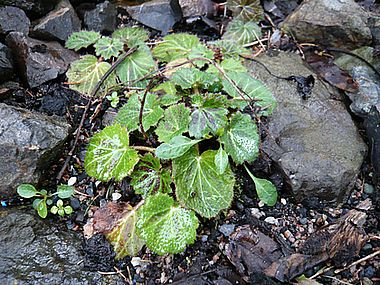 Saxifraga_stolinifera_Blattzeichnung_fars_2009.jpg
