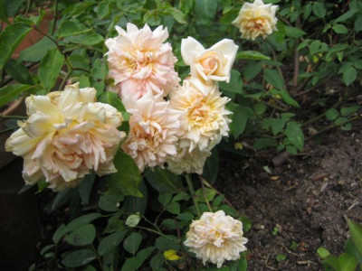 IMG_5575_Small.JPG