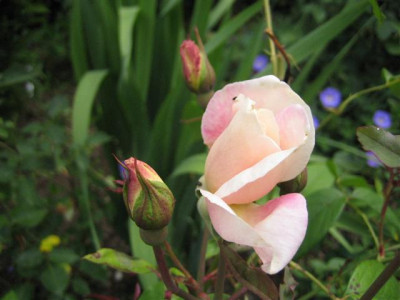 IMG_5579_Small.JPG