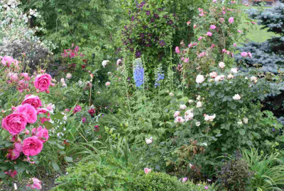 Rosenwildnis09.jpg
