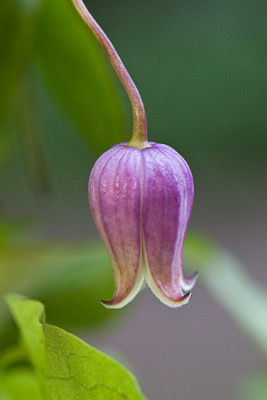 Clematis-addisonii-Jun1909.jpg