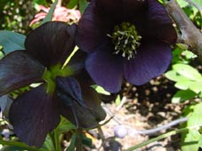helleborus_blau2.jpg