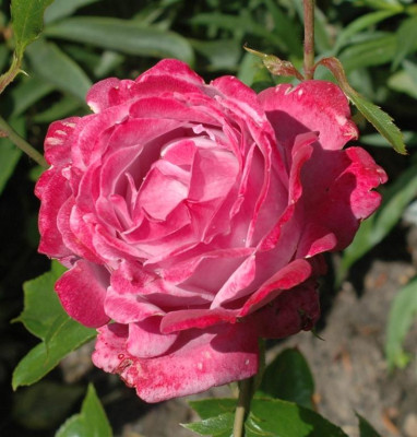 A9607a_Large.JPG