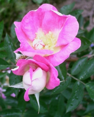 Rhodophile_Gravereaux19-06-2009.jpg