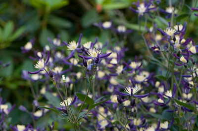 Clematis-aromatica-Jun1909.jpg