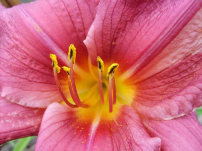 summer_wine_pollen.jpg