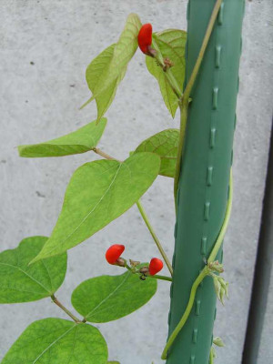 feuerbohne.jpg