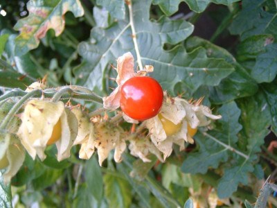 litschitomate_rot.jpg