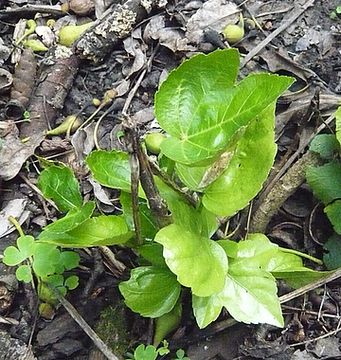 Fatsia_japonica_fars_2009.jpg