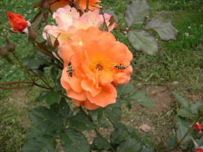 K640_PICT1160.JPG