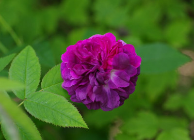 IMGP2698.jpg