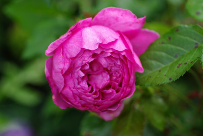 IMGP2693.jpg