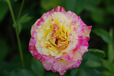 IMGP2717.jpg
