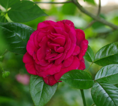 IMGP2699.jpg