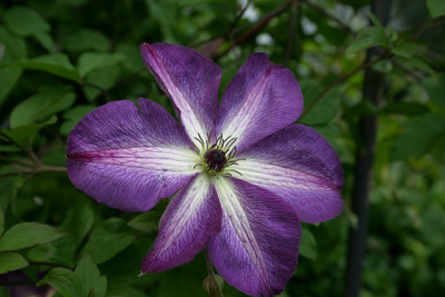 Cl.vit.Venosa_Violacea1509.jpg