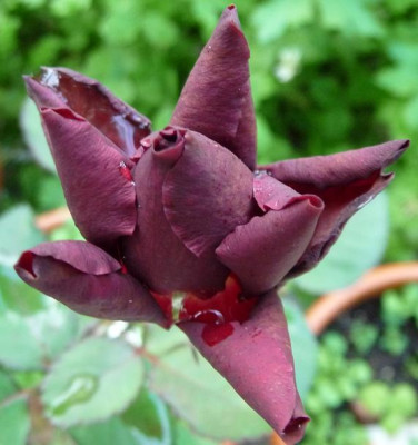 BurgundyVelvet_06_09_nah10.JPG