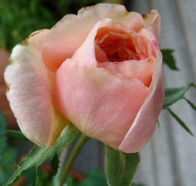 Reve_apricot_06_09_06.JPG
