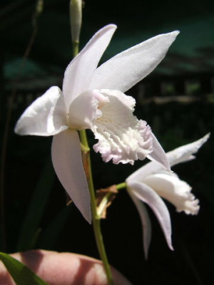 DSCF9391.JPG