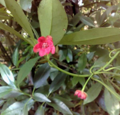Kopie_von_18062009Illicium_henryi.jpg