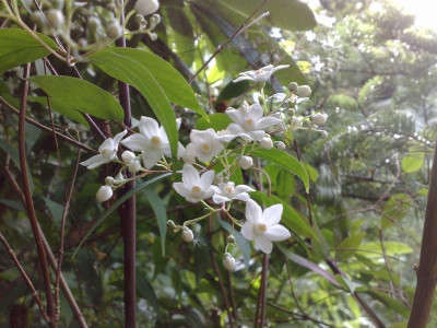 Kopie_von_20062009Deutzia_setchuanensis.jpg