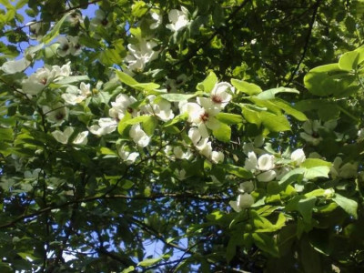 Kopie_von_20062009Stuartia_malacodendron_02.jpg