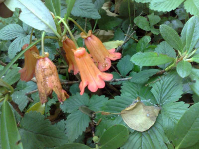 Kopie_von_18062009Rh.dichroanthum_ssp._dichroanthum_SBEC0545_02.jpg