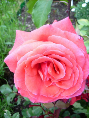 Rose17_Orange_Triumph_20602009.jpg