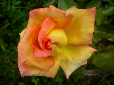 Rose34_Magdeburg_20062009.jpg