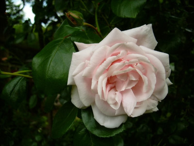 Kletterrose01_20062009.jpg