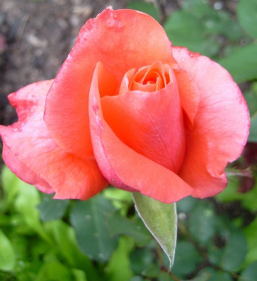 Rose22_20062009.jpg