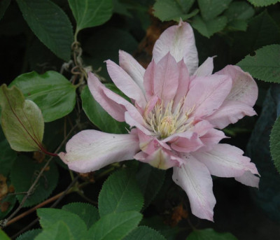 A9619a_Large.JPG
