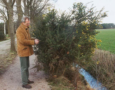 ulex_februar.jpg