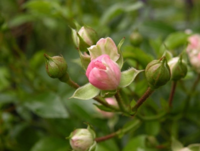 Kopie_von_DSCN1602.JPG