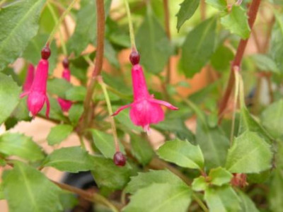 DSCN1536.JPG
