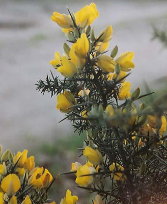 Ulex_detail_febr_04.jpg
