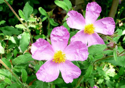 75-Cistus-A-090616.jpg