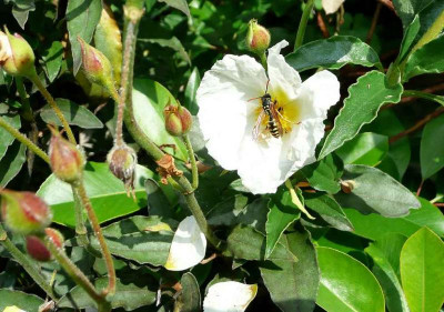 75-Cistus-laurifolius-Schwebfliege.jpg