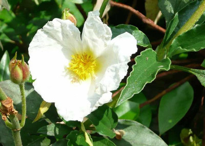 75-Cistus-laurifolius-090616.jpg
