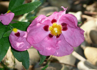 75-Cistus-purpureus-090619.jpg